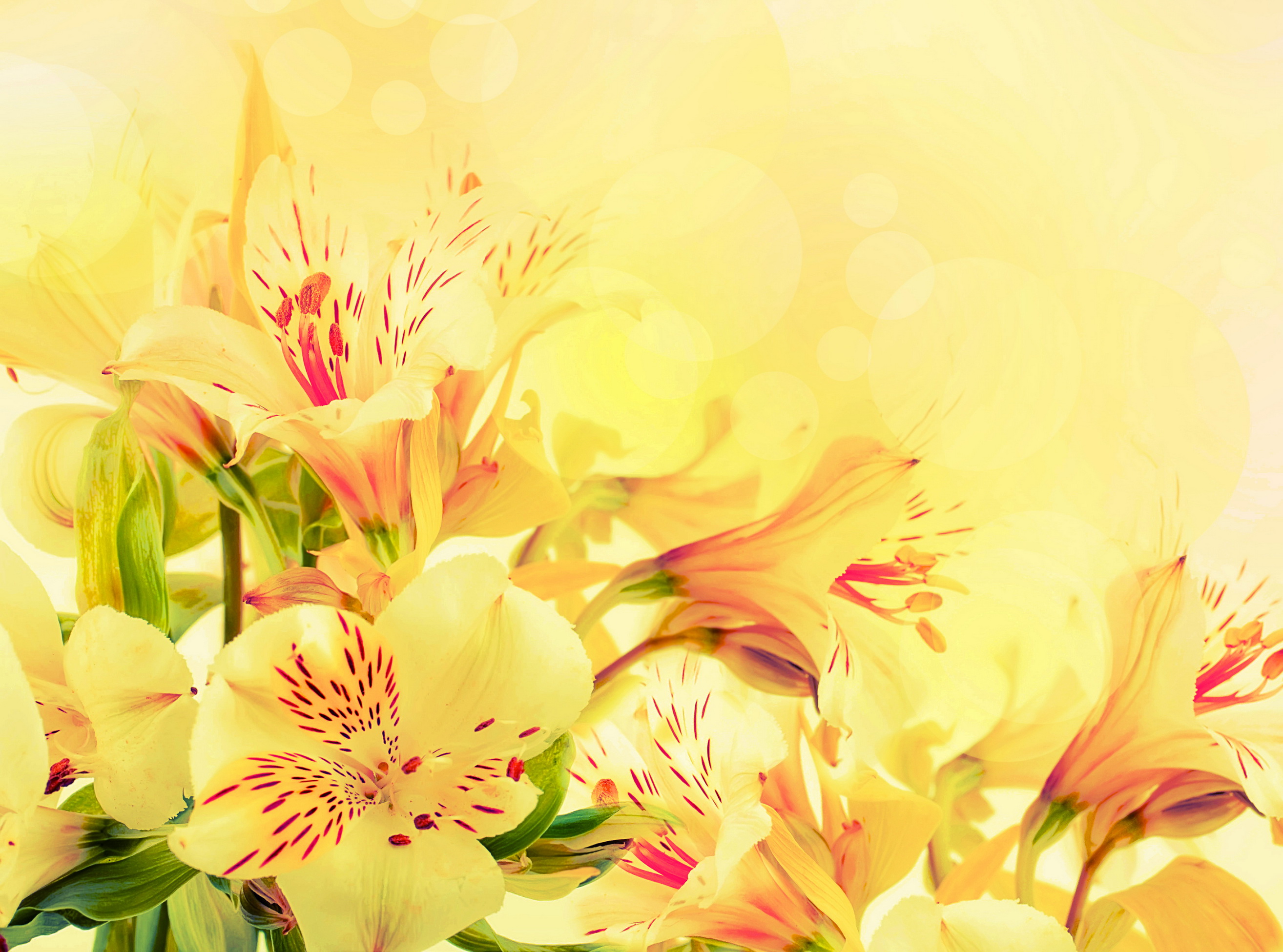 Alstroemeria Yellow Flowers Wallpaper