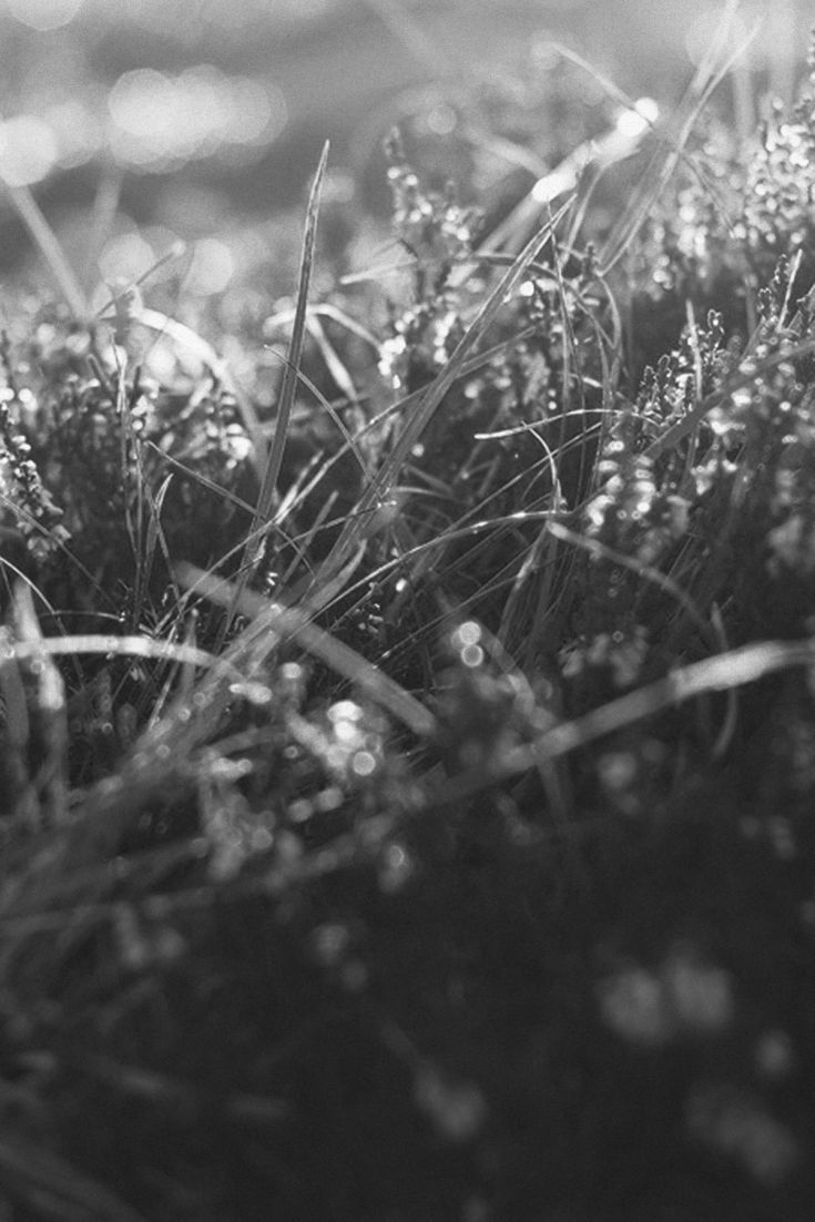 Black Grass Blades Wallpaper iPhone 5s