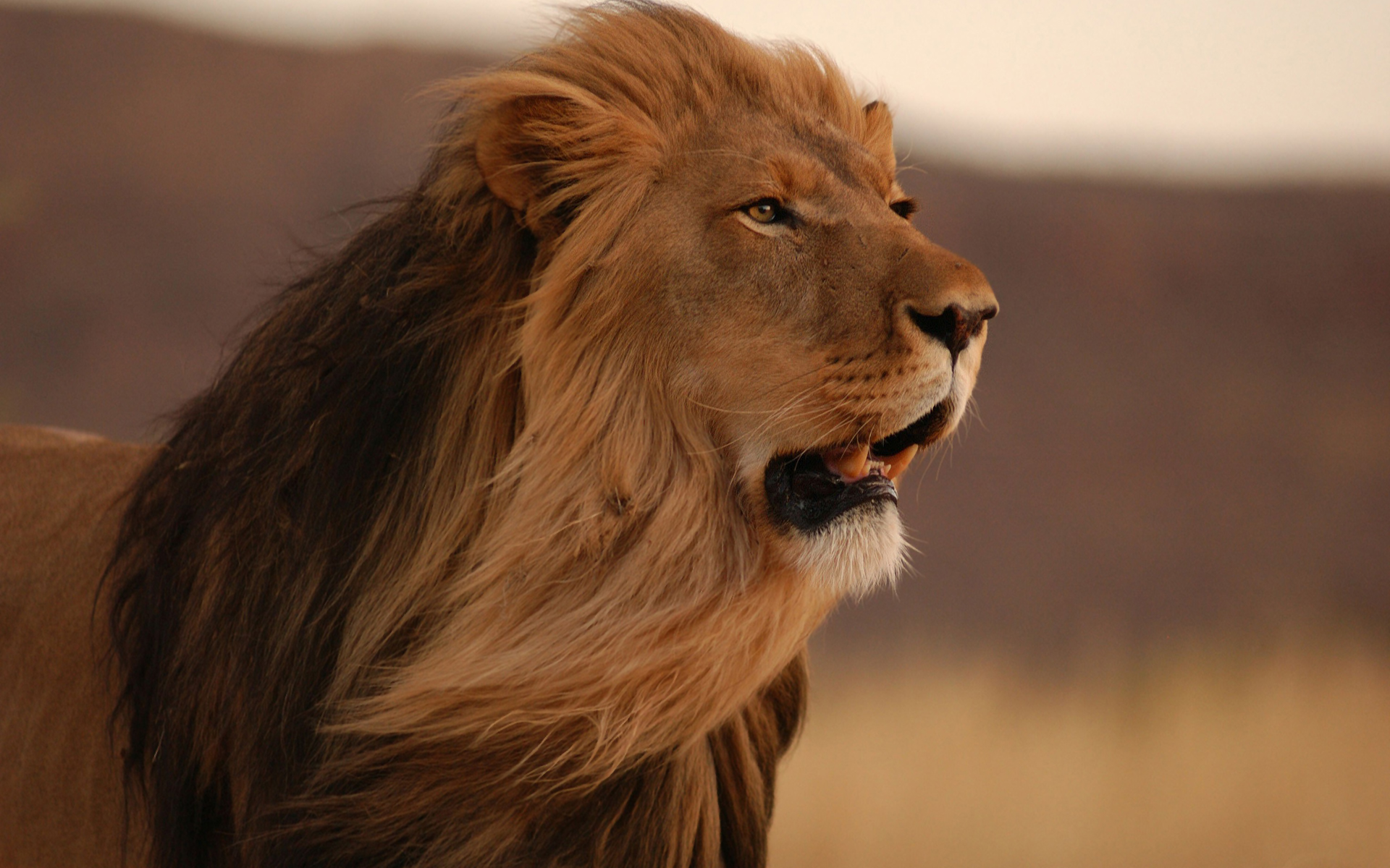 Majestic Male Lion with Flowing Mane in African Savanna