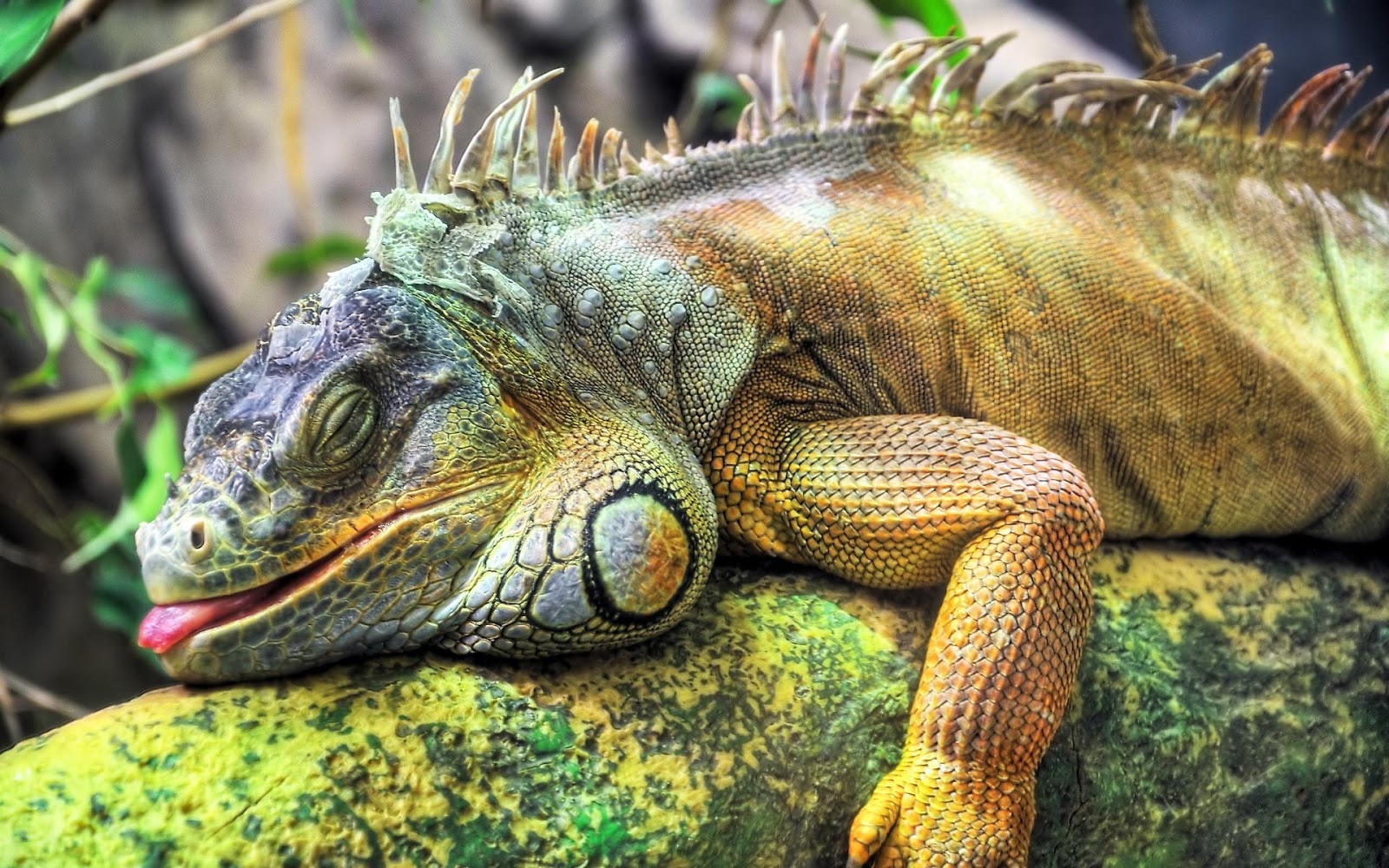 Iguana Jpg