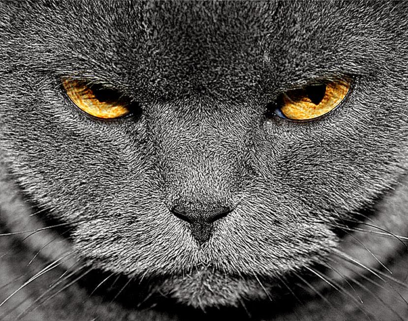 Animal Angry Grey Cat For Wallpaper
