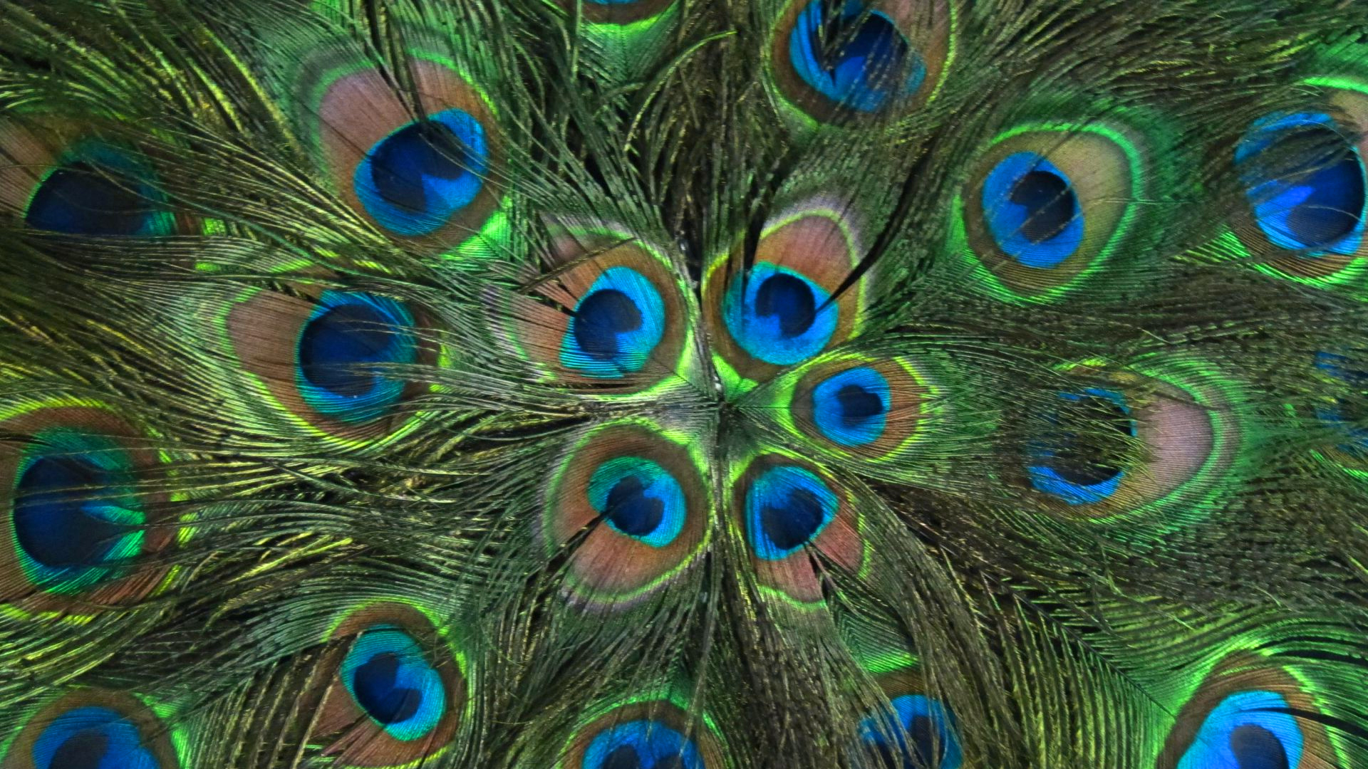 Peacock Feathers Choice Wallpaper