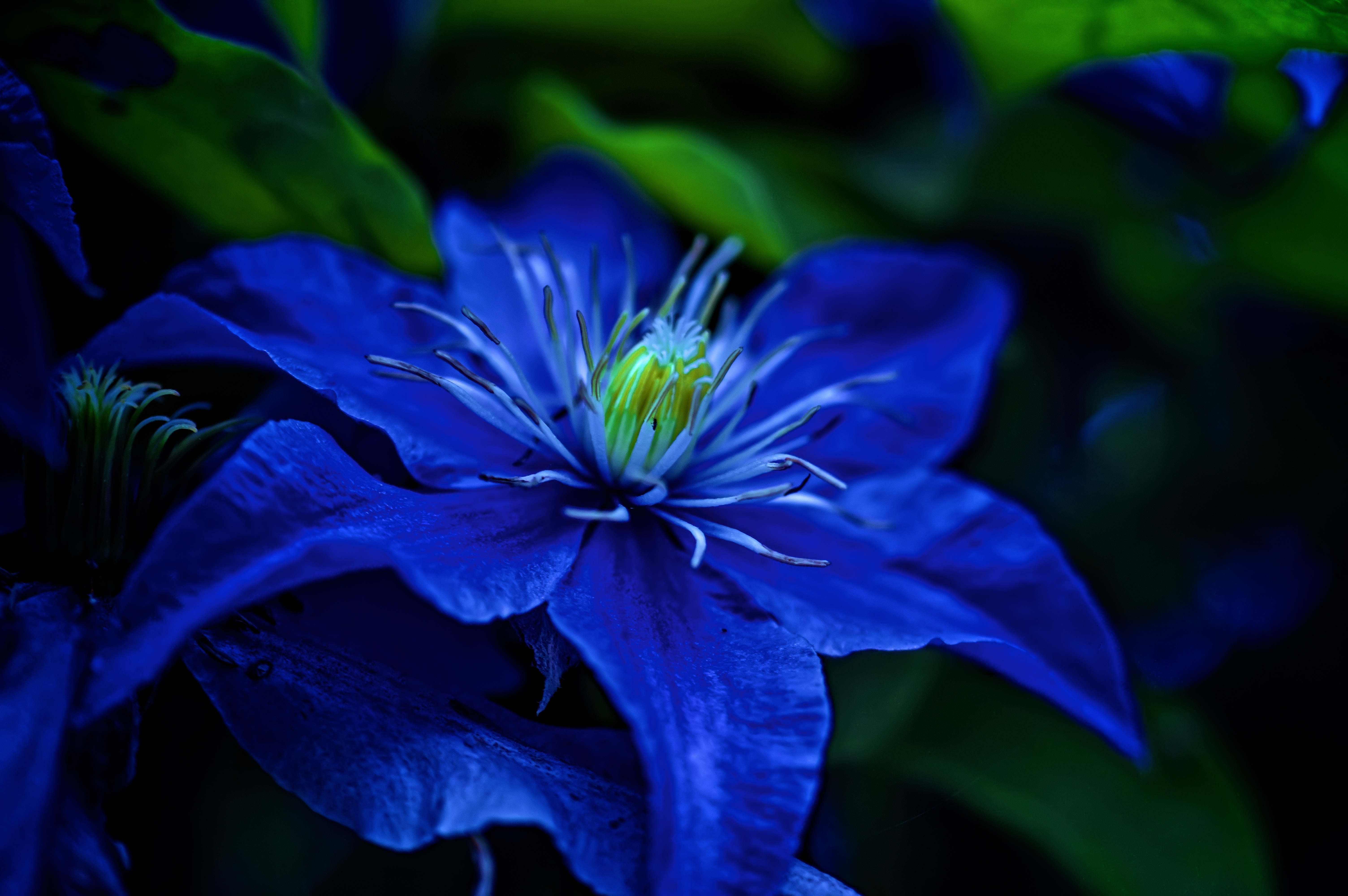 Blue Flower Desktop Wallpaper