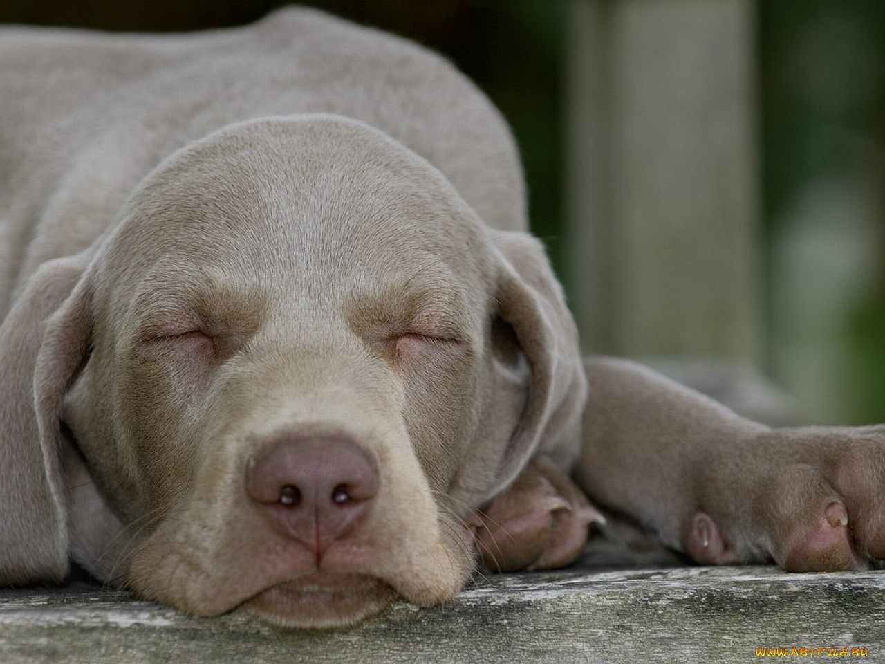 Weimaraner Computer Wallpaper Desktop Background