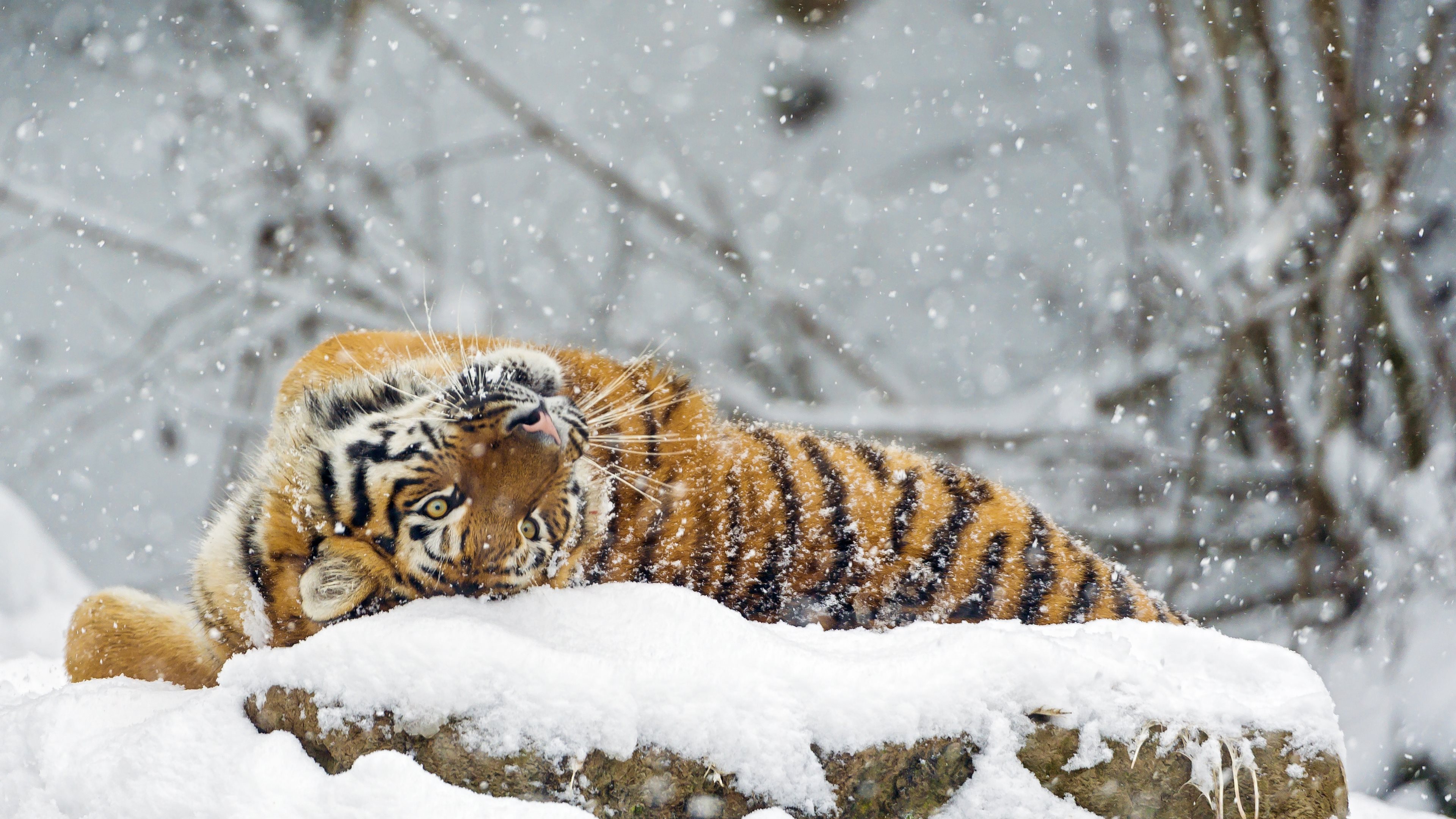 A Siberian tiger playfully rolls in the snow, showcasing its majestic orange and black stripes against the wintry backdrop