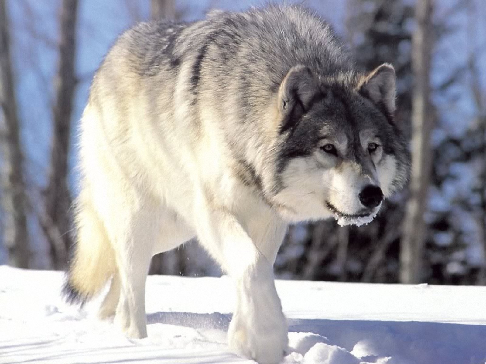 Arctic Wolf Walking Wallpaper