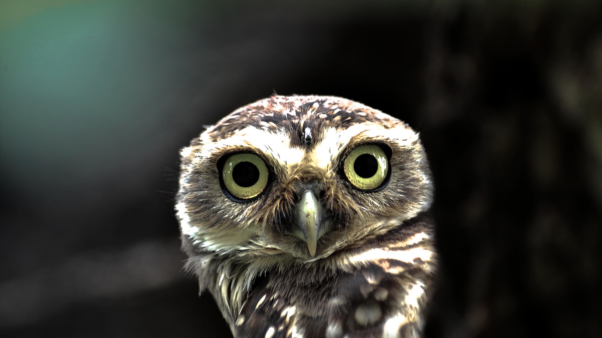 Owl Desktop Background