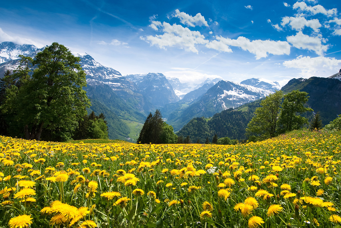 Spring Alps Free Wallpaper download   Download Free Spring Alps HD