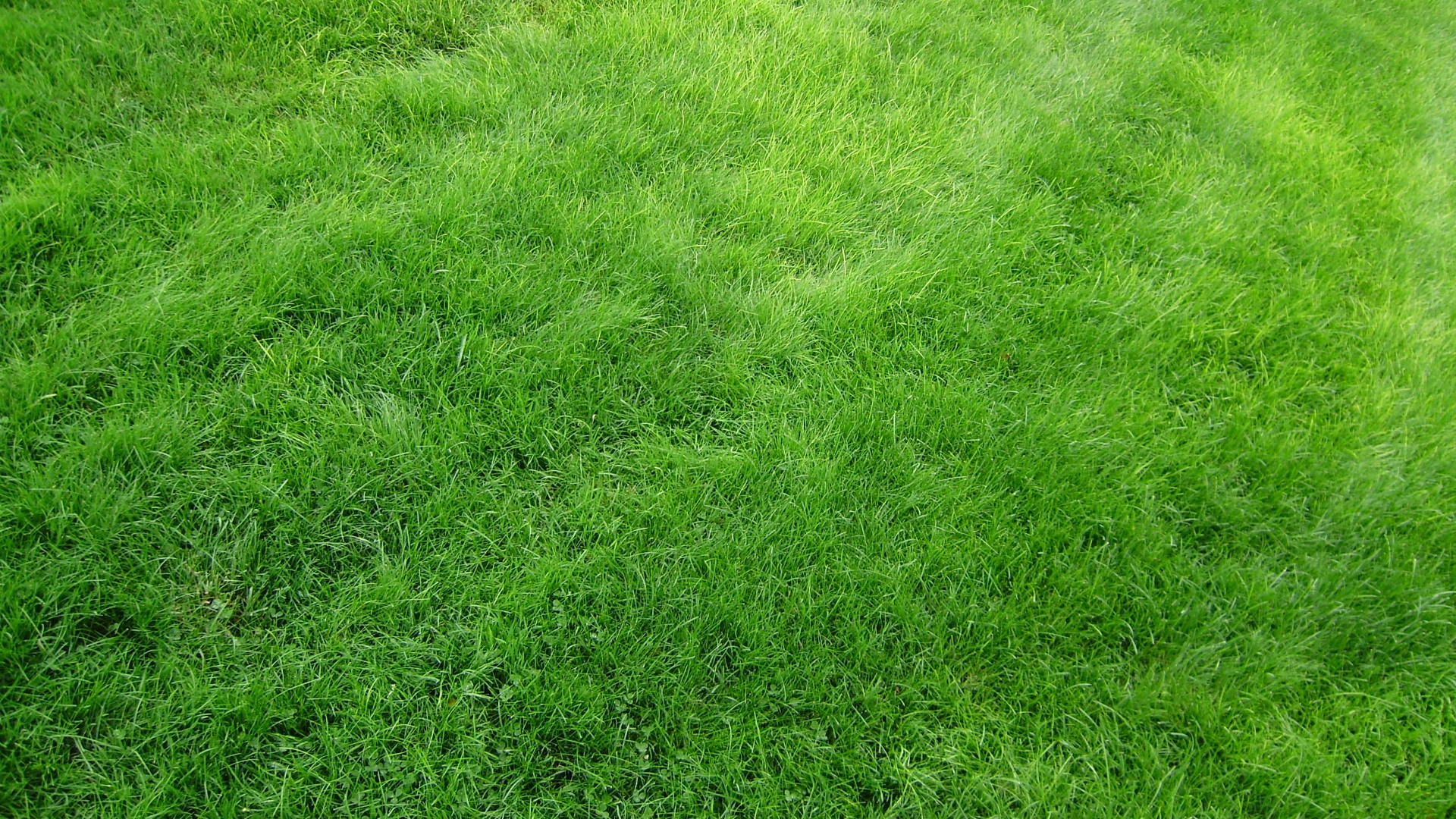 Wallpaper Texture Grass Field Green Full HD