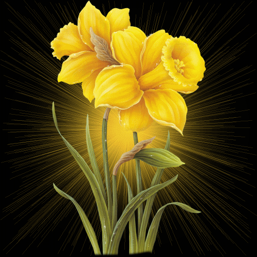 Flower Gif Phone Wallpaper By Guinea