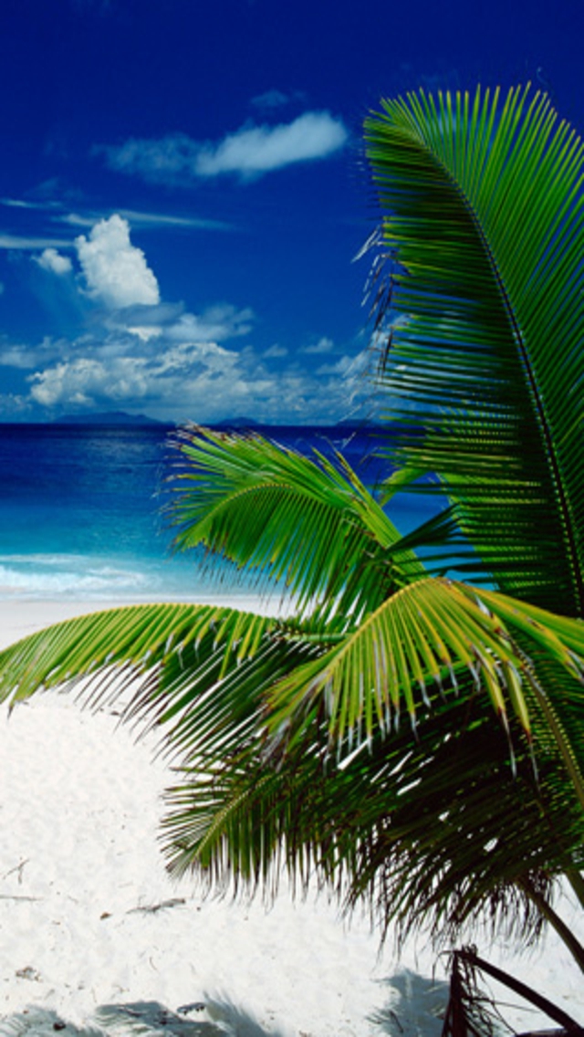 Page 2  Tropical Background Images  Free Download on Freepik