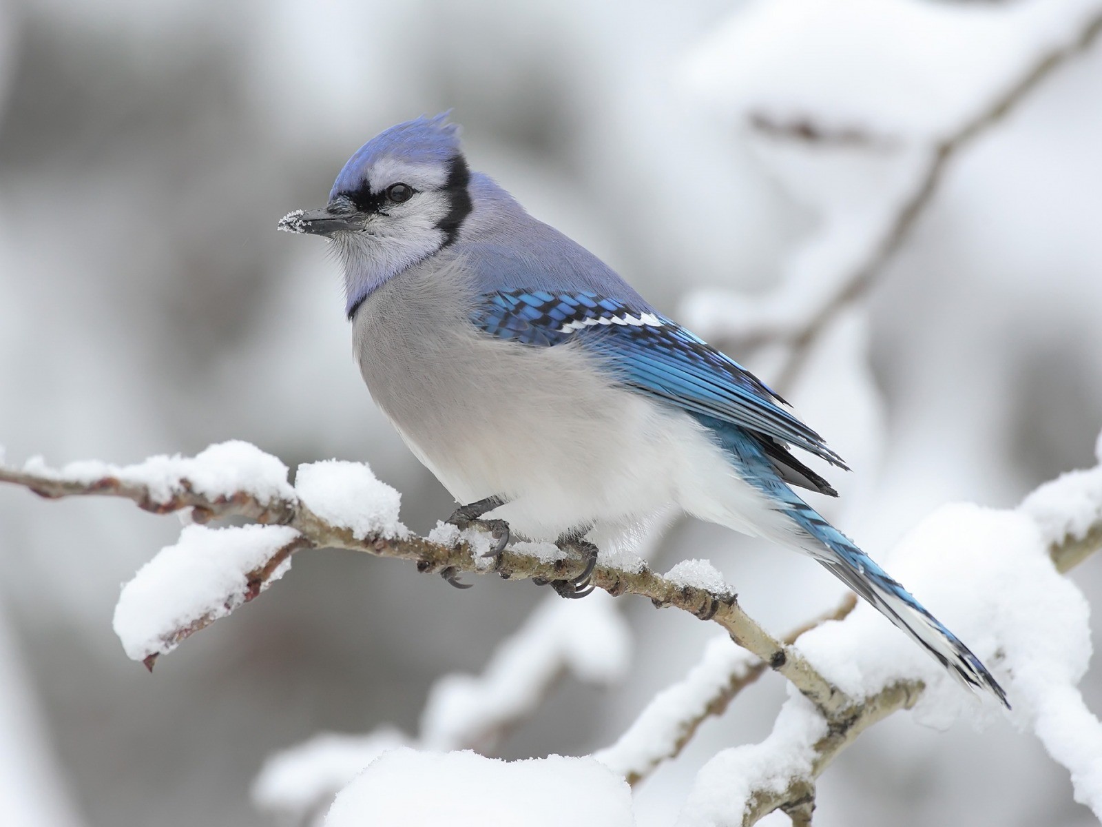 Winter Snow Birds Blue Jay HD Wallpaper Cihan