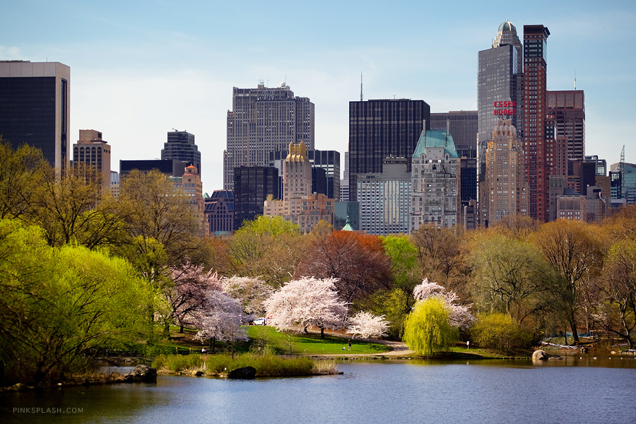 Central Park Spring Wallpaper In Nyc
