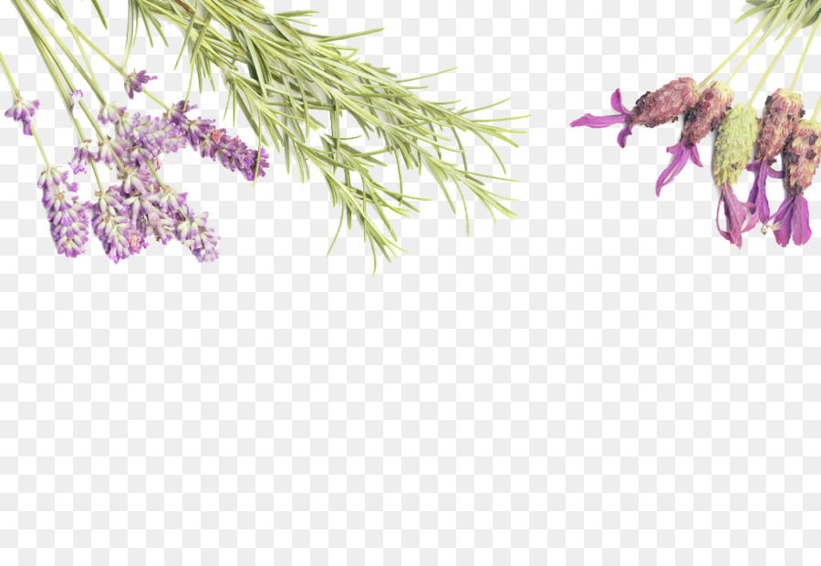 Family Tree Background Png Transparent