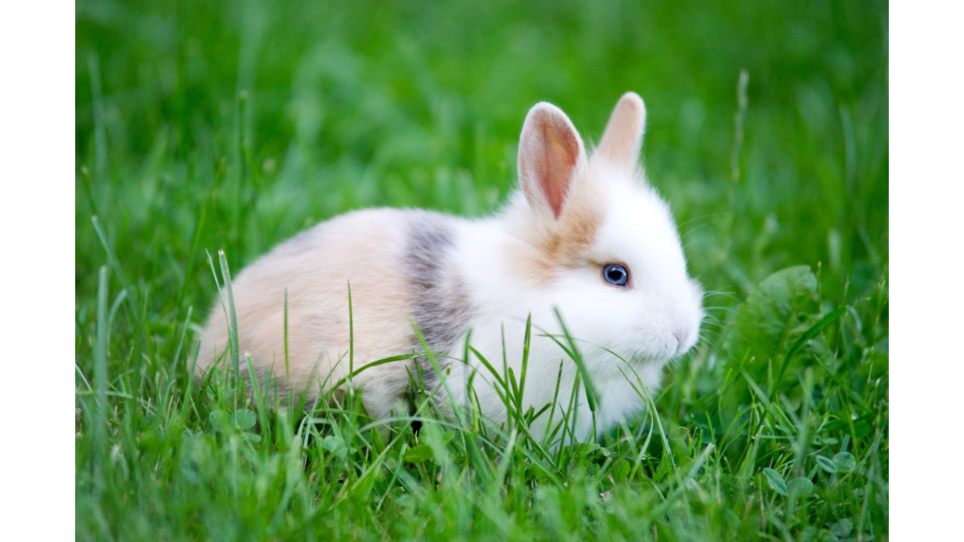 White Rabbit, Cute Rabbit HD wallpaper | Pxfuel