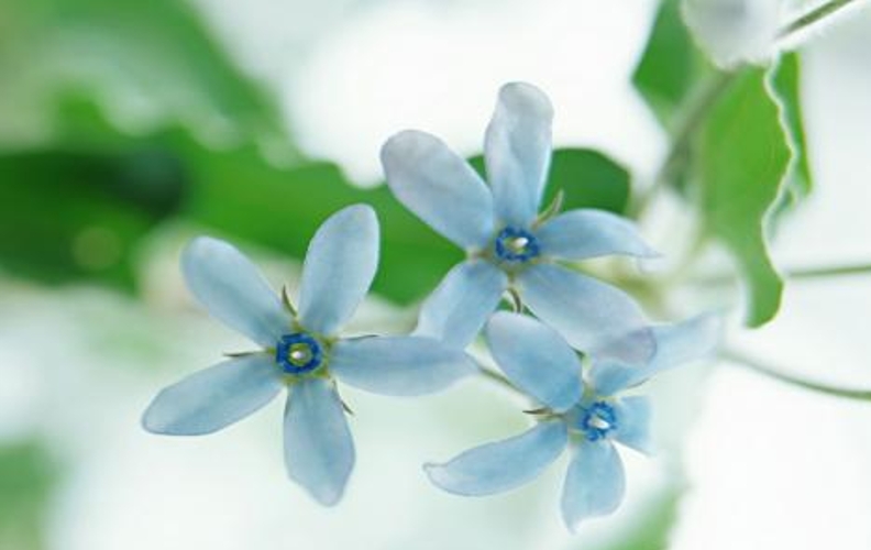 Blue Orchid Wallpaper Is One Of The Ornamental Plants That Are