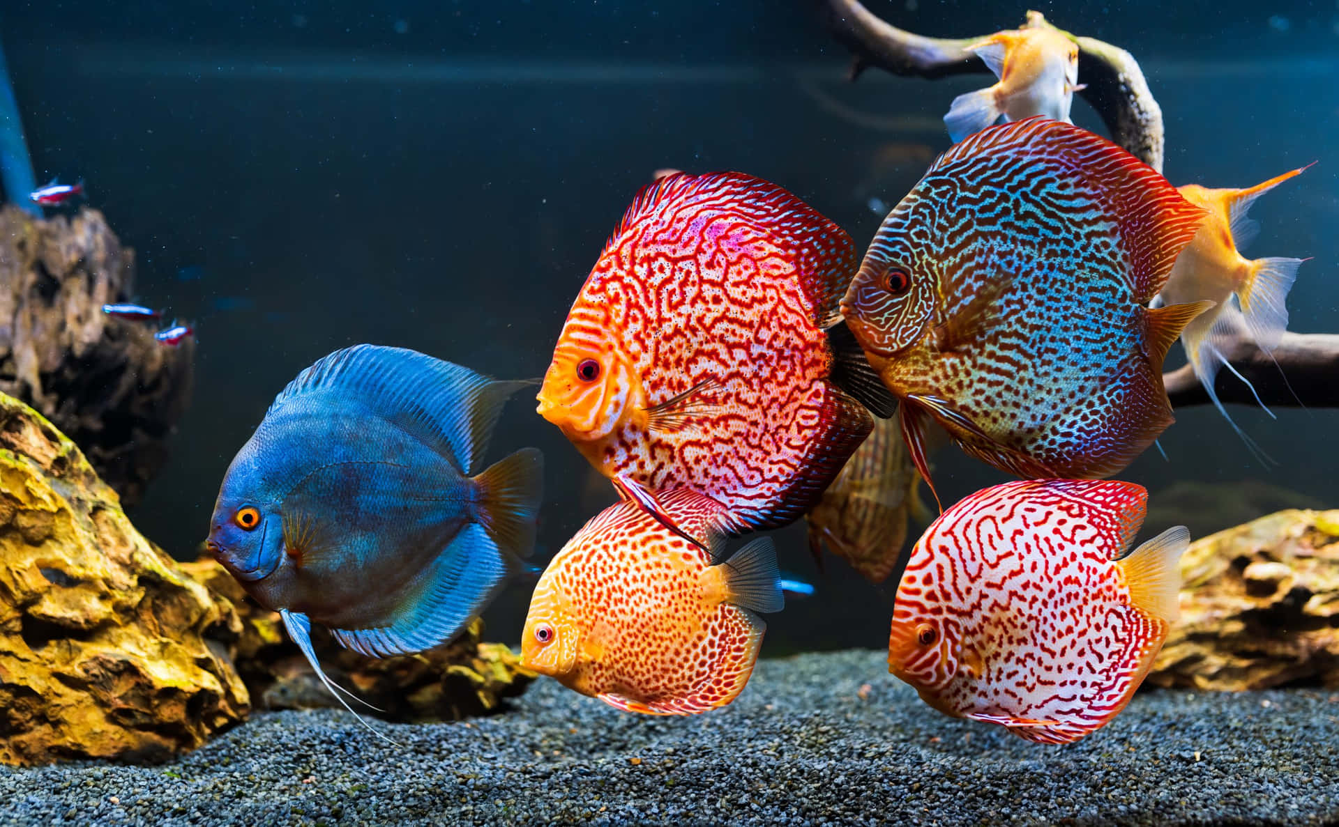 Aquarium Fish Tank Wallpaper