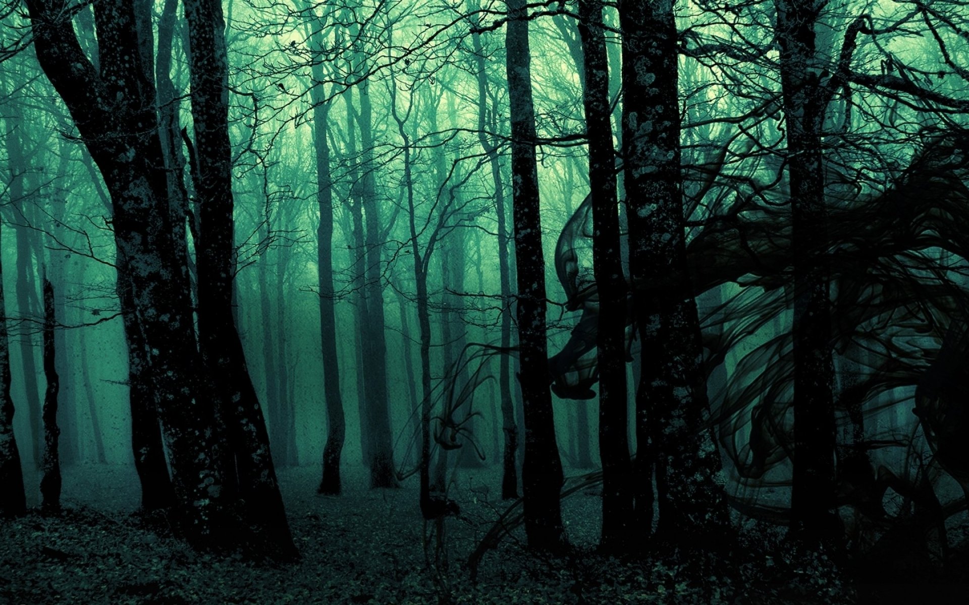 Forest HD Wallpaper Background Image