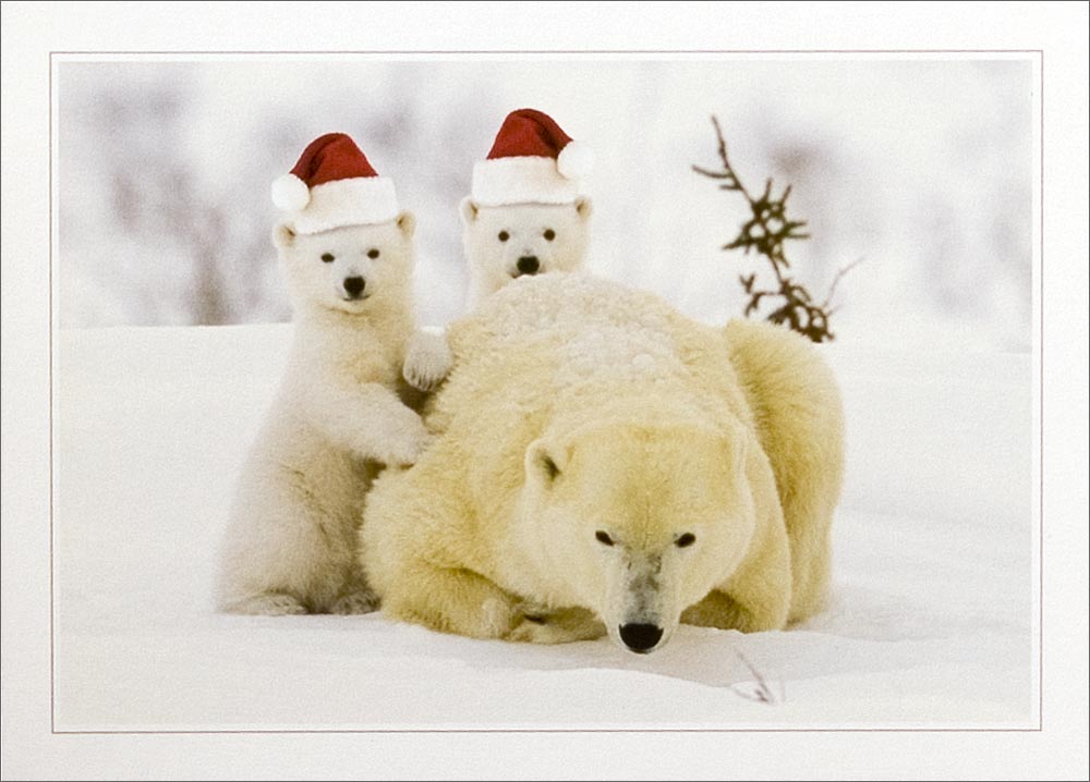Polar Bear Christmas Cubs New Years Resolution S Past Current