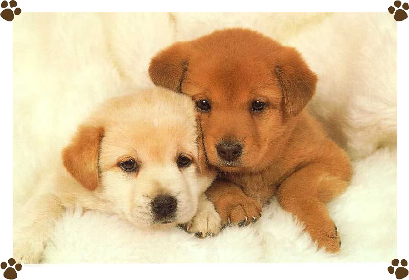 Puppies Wallpaper Desktop