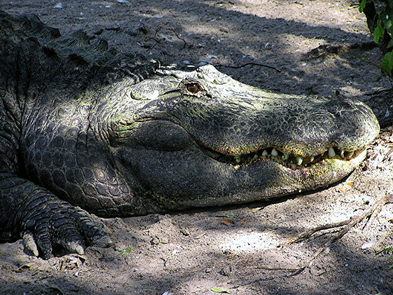 Alligator Wallpaper Background