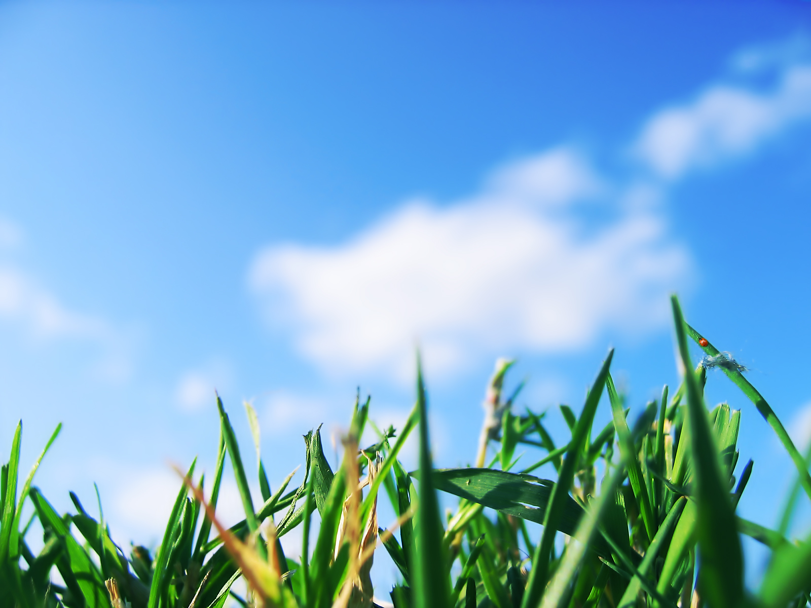 Grass And Sky Desktop Pc Mac Wallpaper
