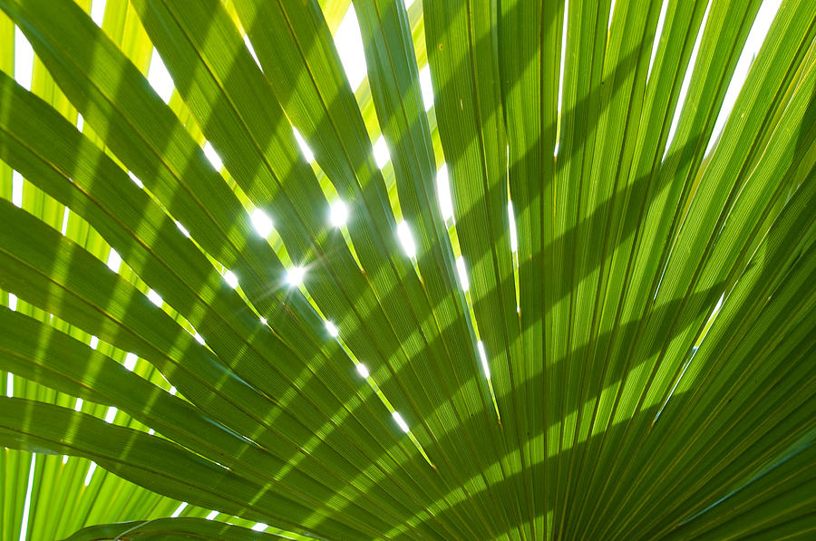 Tropical Palm Leaf by Amanda And Christopher Elwell 900x597