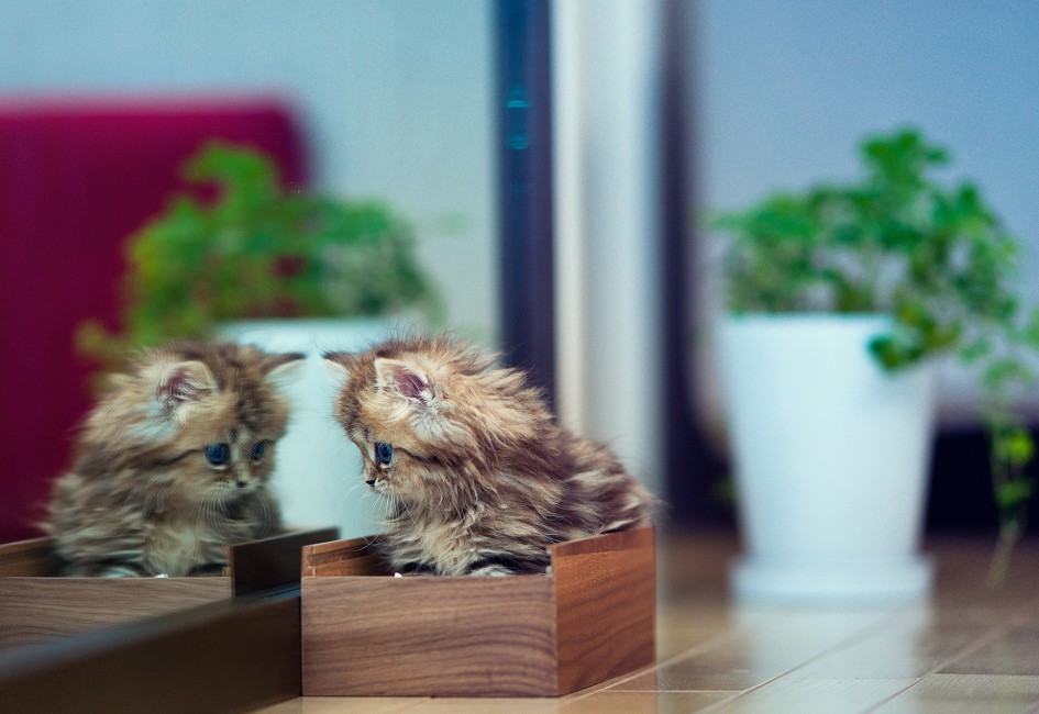 Kitten Casket Flowers Plants Mirror Reflection Stock Photos