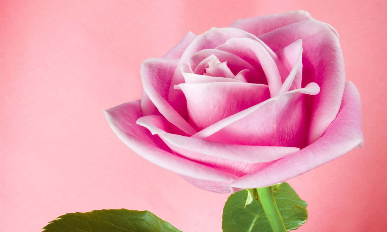 Rose With Soft Petals Wallpaper