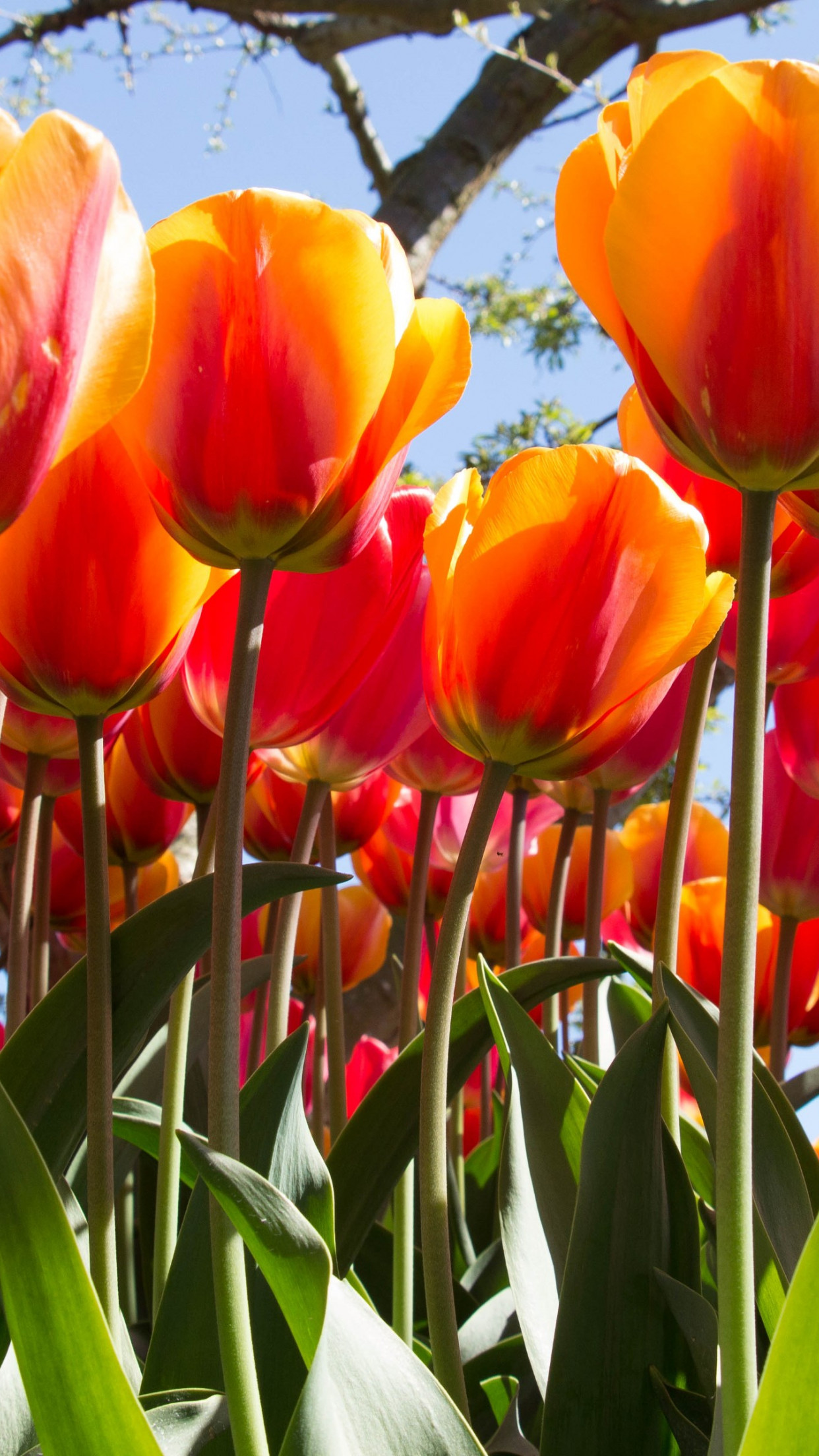Wallpaper Tulip Festival From Skagit County Washington