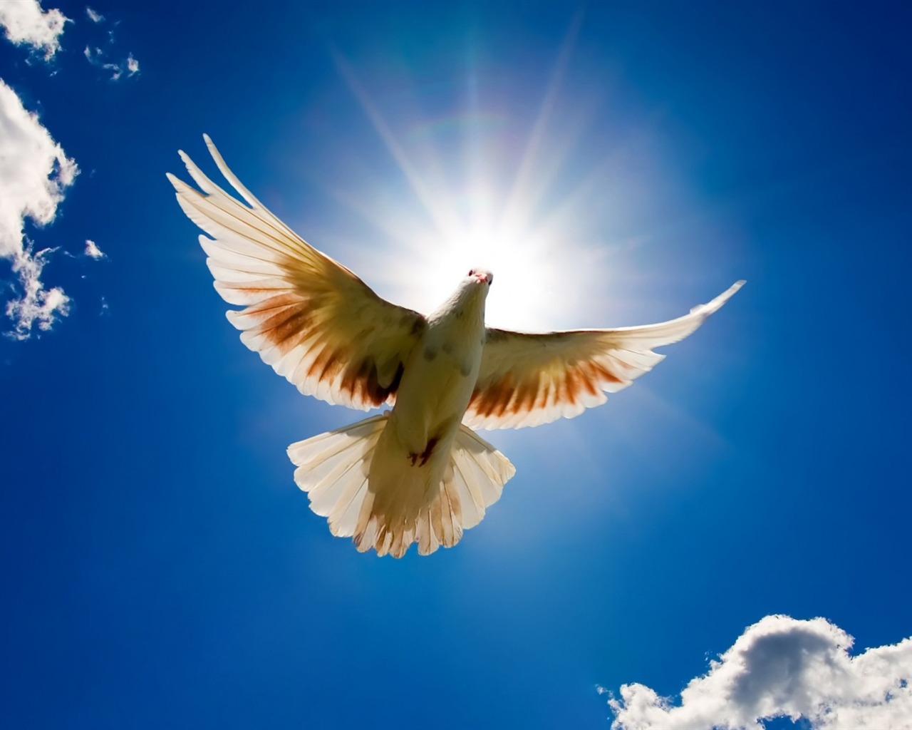 Doves Image Dove HD Wallpaper And Background Photos