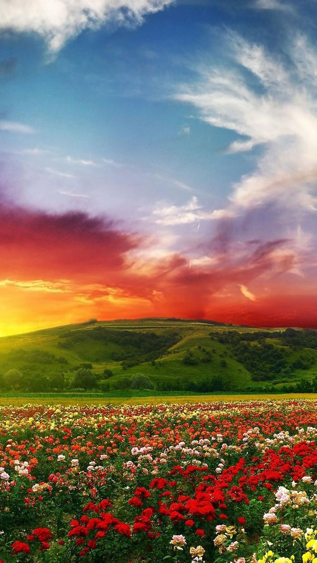 Spring Sunset iPhone HD Wallpaper