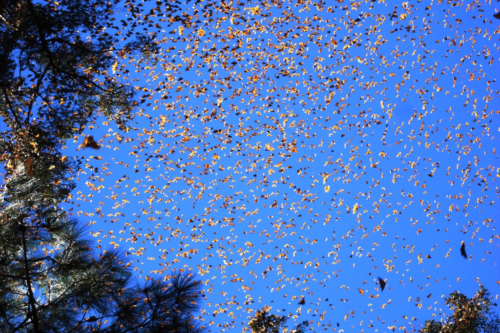 Monarch Butterfly Migration HD Wallpaper Nature