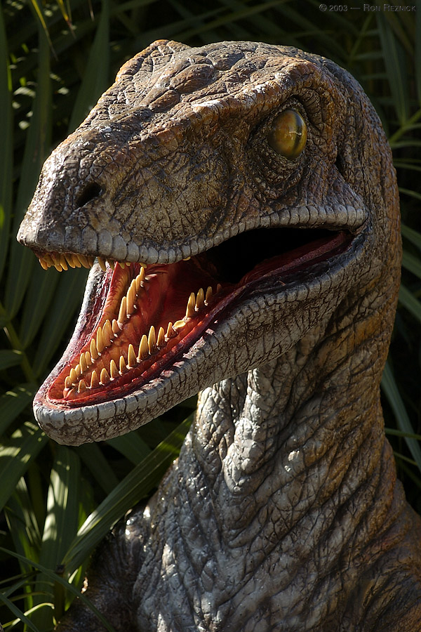 Velociraptor Dinosaur Photos Information Gallery
