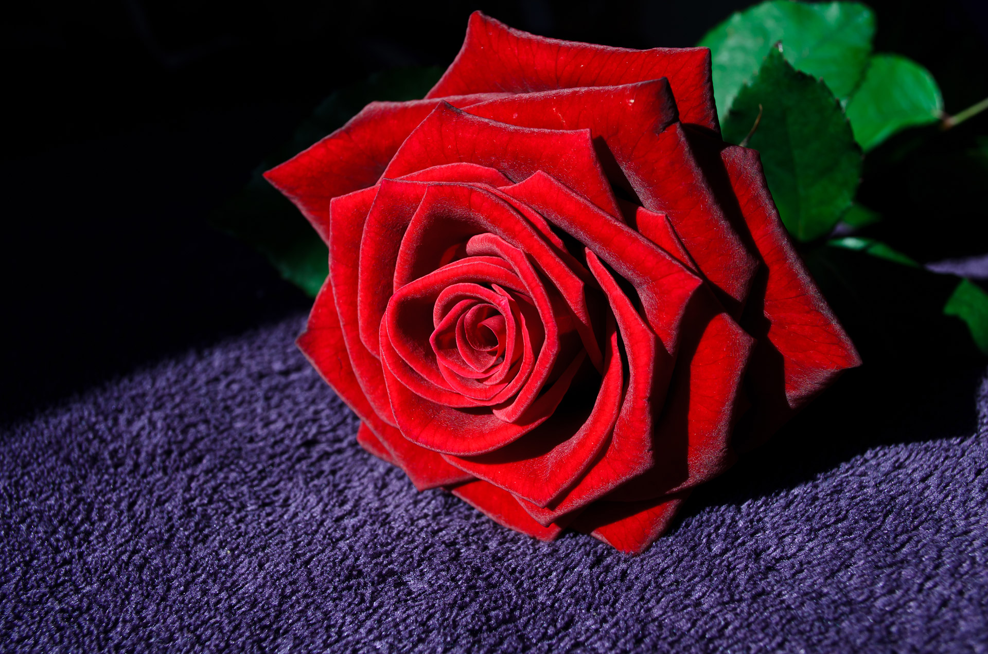 Red Rose Wallpaper High Quality