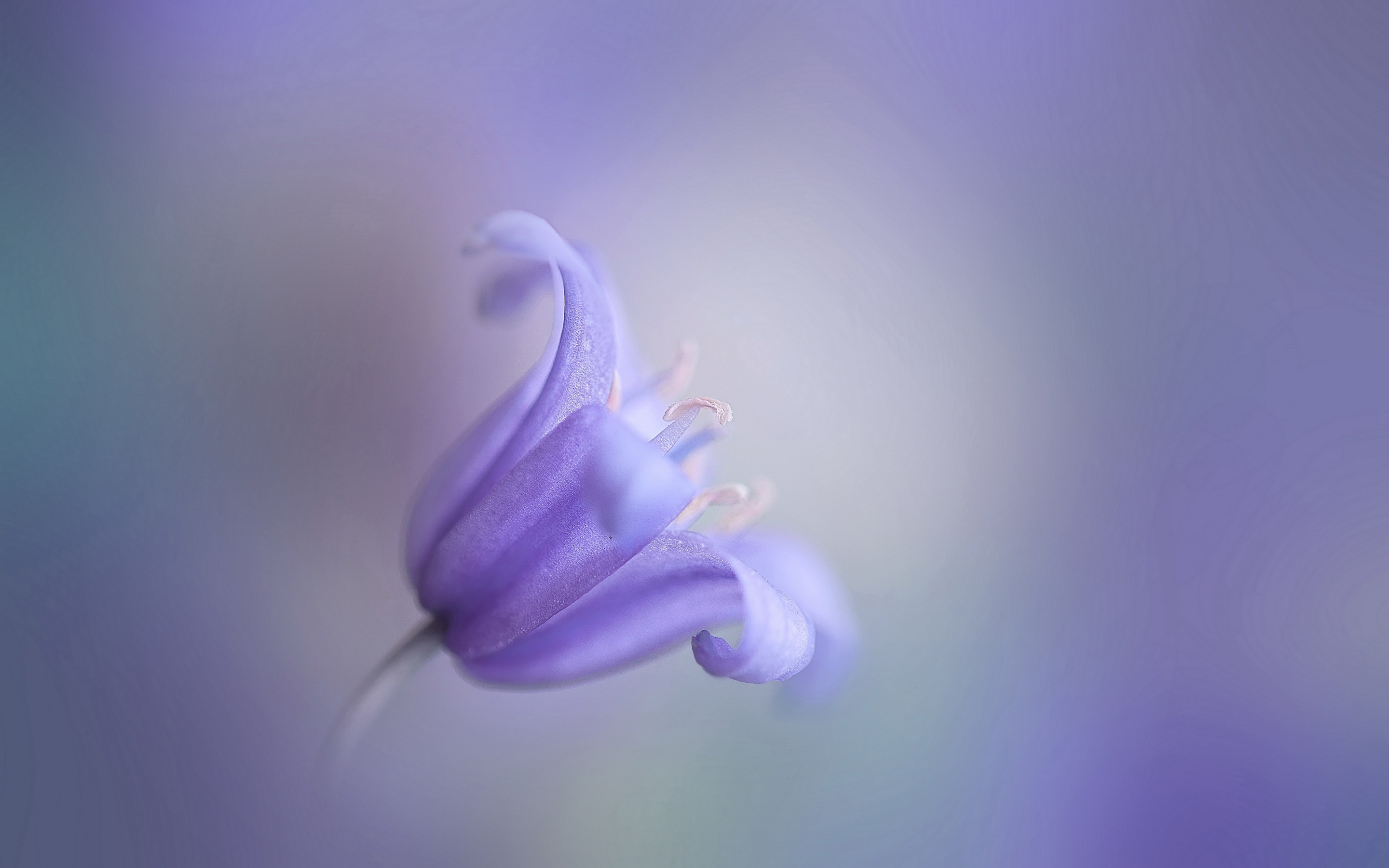 Lilac Bell Flower Wallpaper