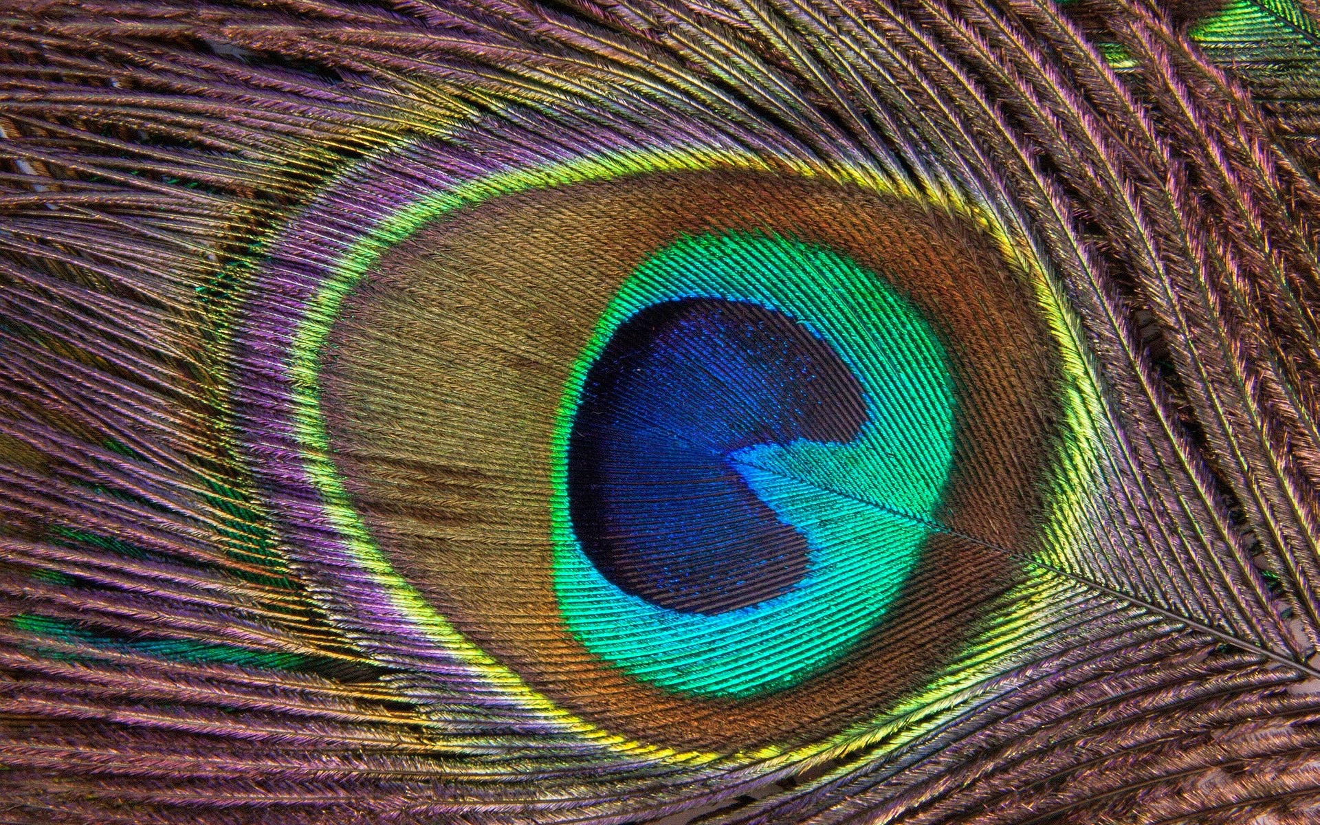 Peacock Feather High Quality HD Wallpaper