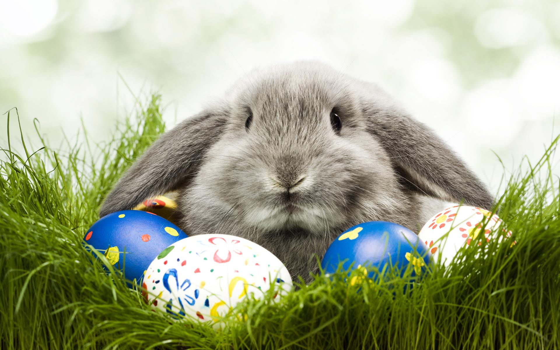 Egg Rabbit Cute Easter Holiday Animal Wallpaper Animals Wallpaper