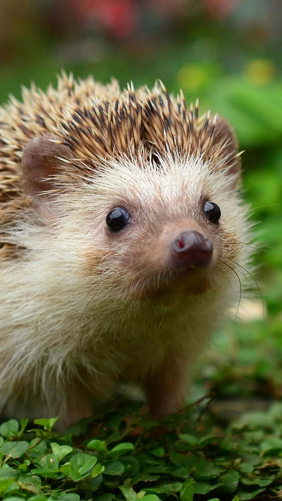 Cute Animal iPhone Wallpaper