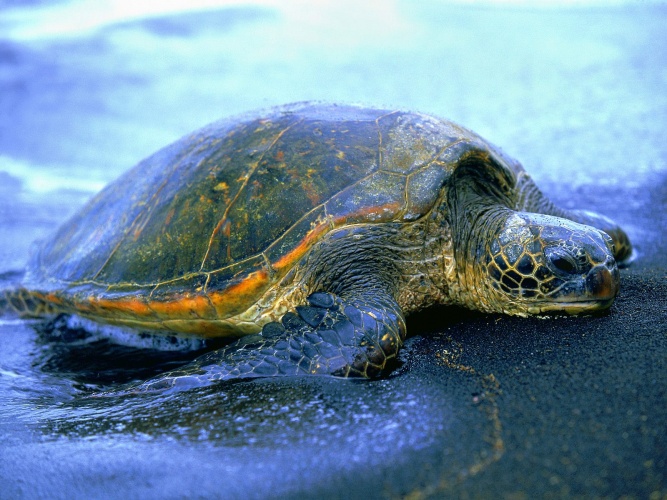 Wallpaper Hawaiian Sea Turtle Desktop And Photos