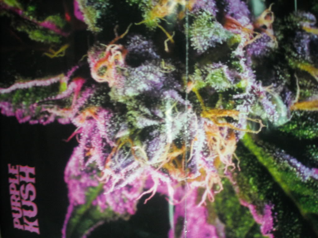 Purple Kush Graphics Code Ments Pictures