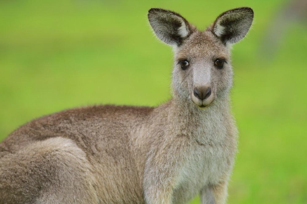 Brown kangaroo on green grass field during daytime photo Free