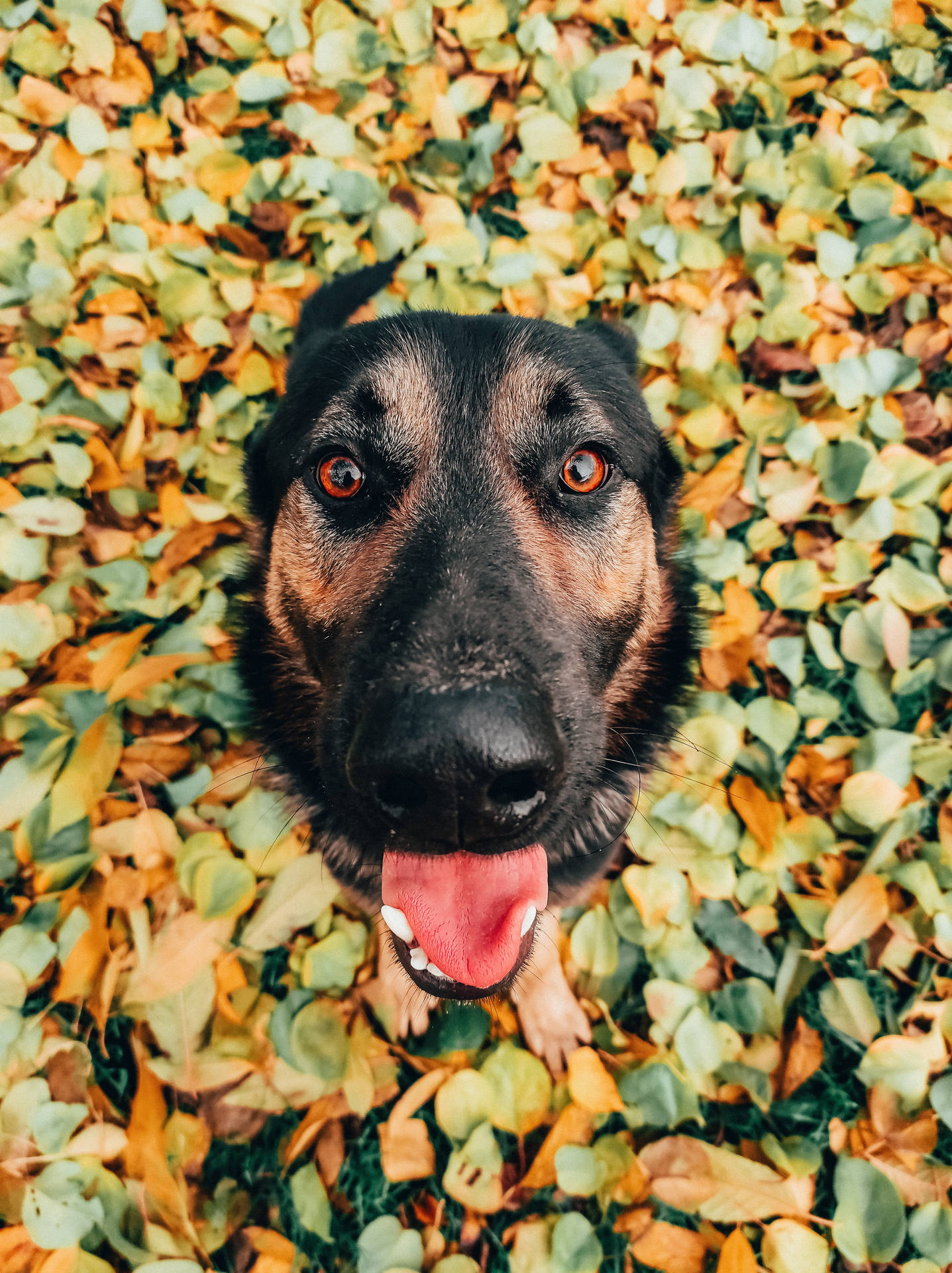 German Shepherd Dog Wallpaper