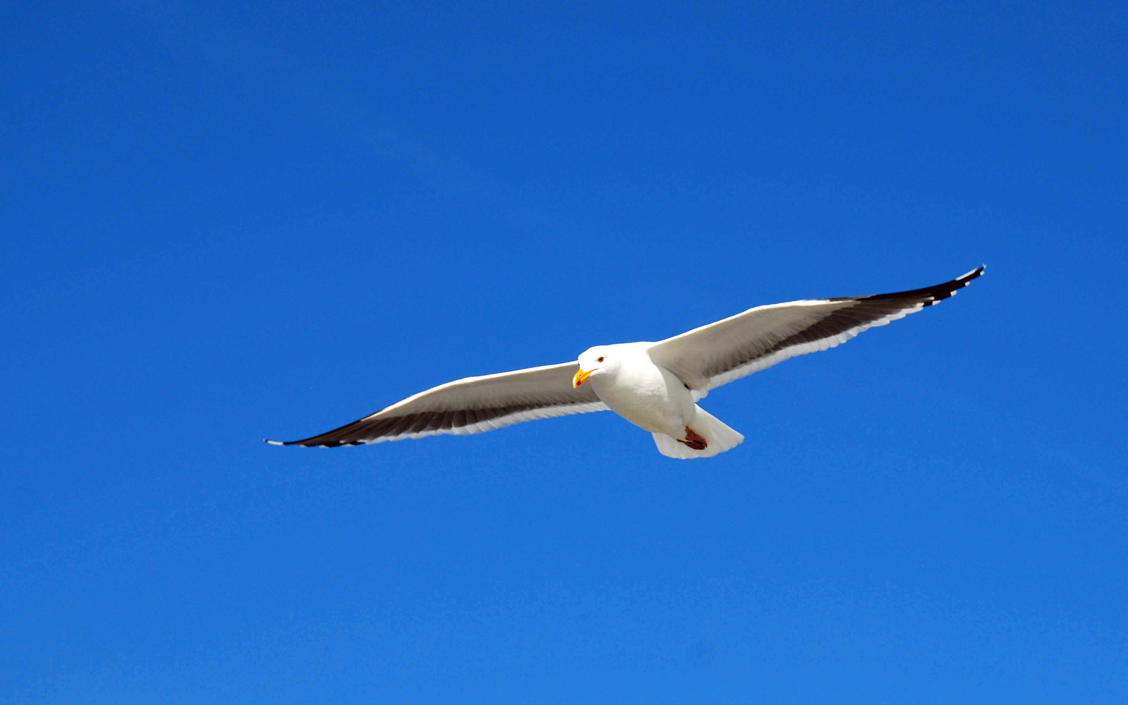 Seagull Flying Above Hermosa Beach California Widescreen