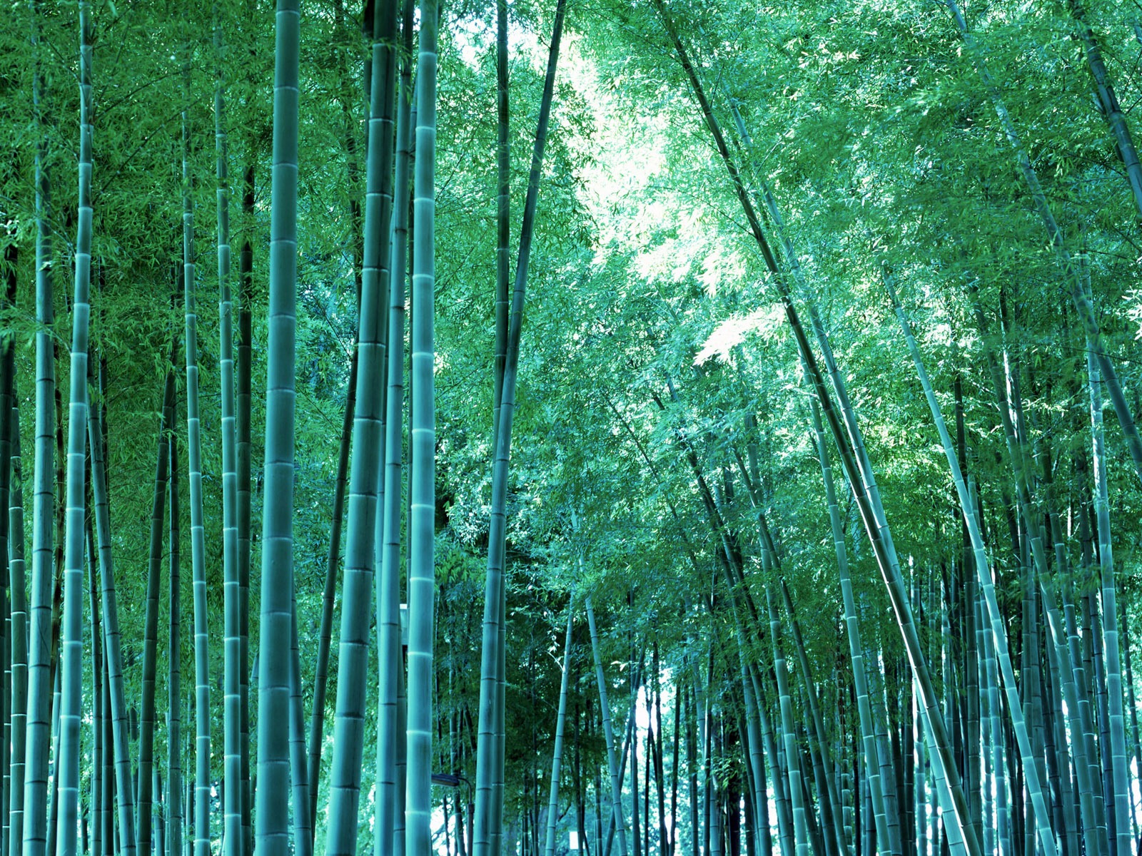 Bamboo Print Wallpaper