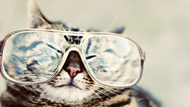 Sunglasses No But Too Cute To Omit Cats Wearing