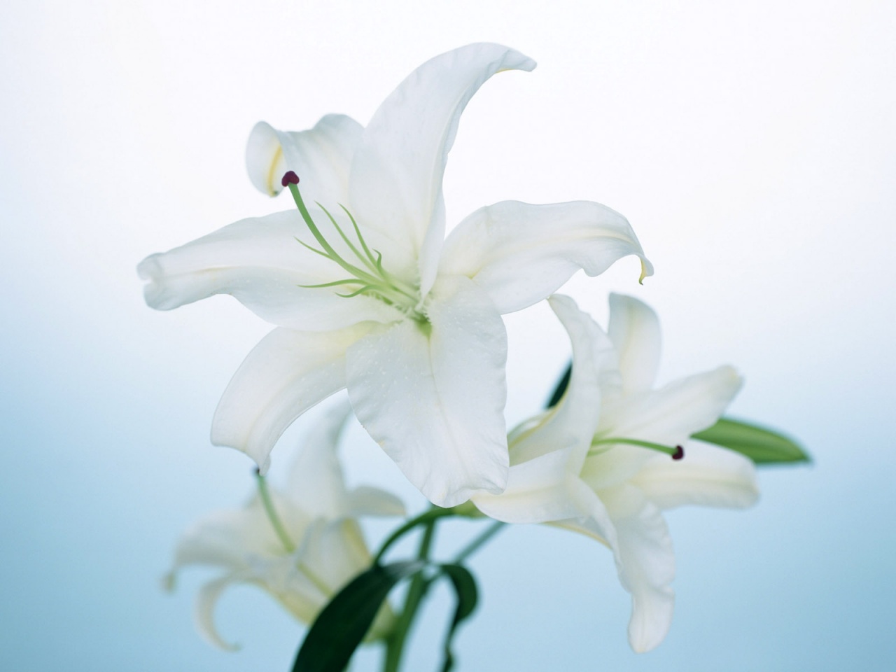 Field Of Easter Lilies Lily Flowers Wallpaper