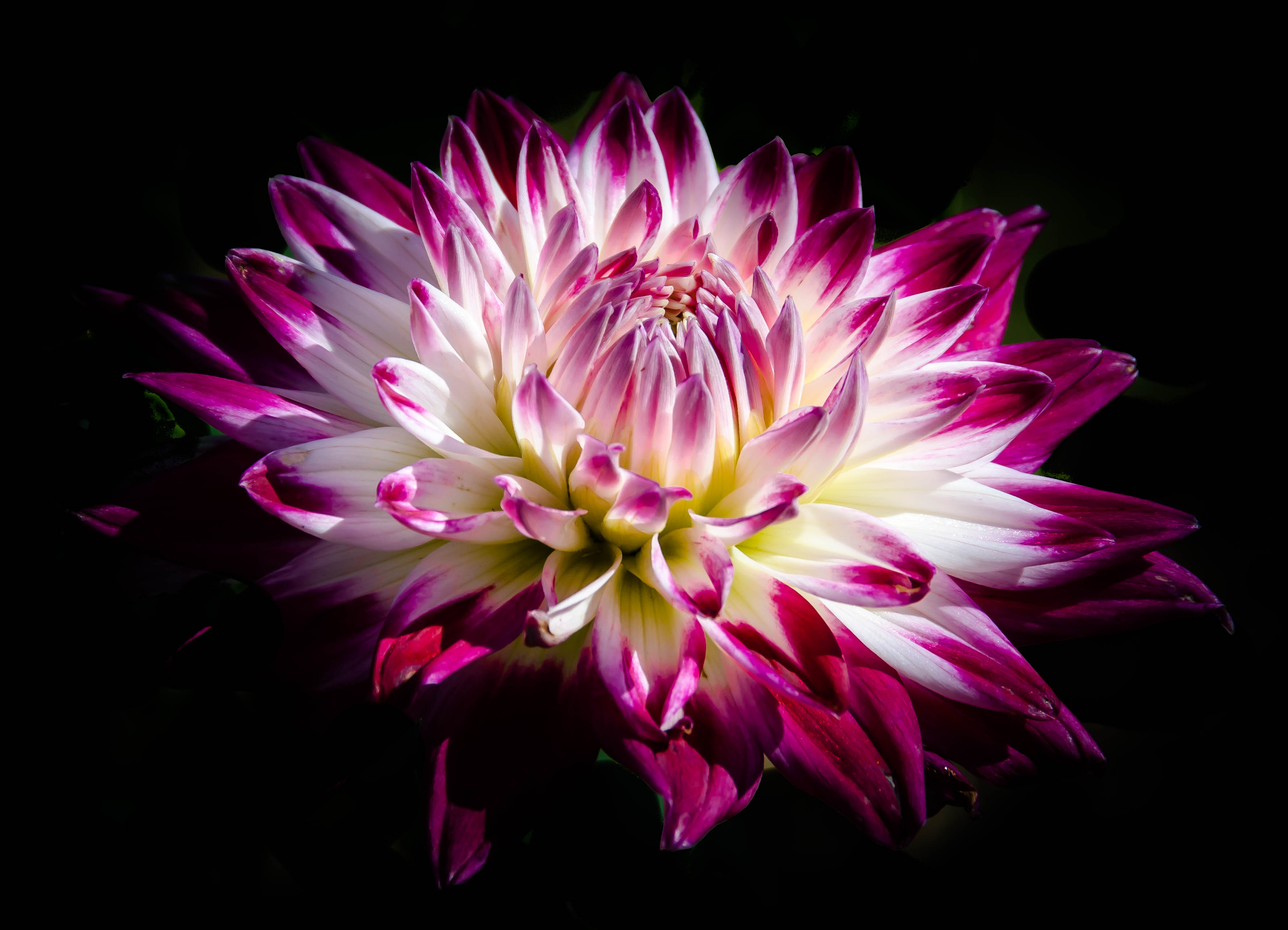 Stunning Pink Dahlia HD Wallpaper In Bloom