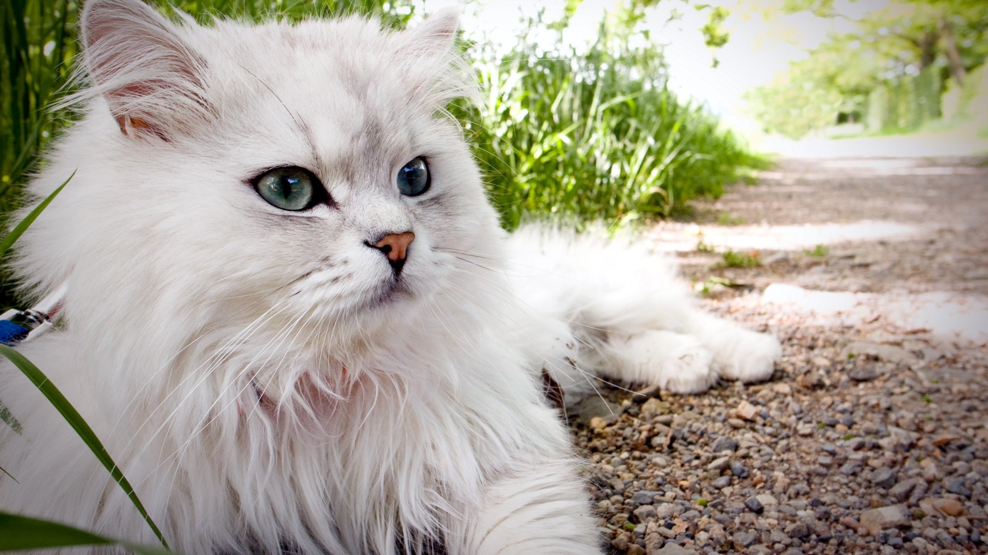 Fluffy Persian Cat X Close
