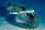 Black Bass Photos And Wallpaper